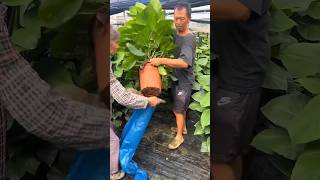 plant packing technique #shorts #agriculture #farming #gardeningtips #gardening #packing #packaging