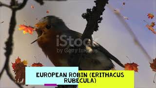 the Beautiful Sounds of Bird in Europa & Asia - sounds of Relaxation screenshot 3