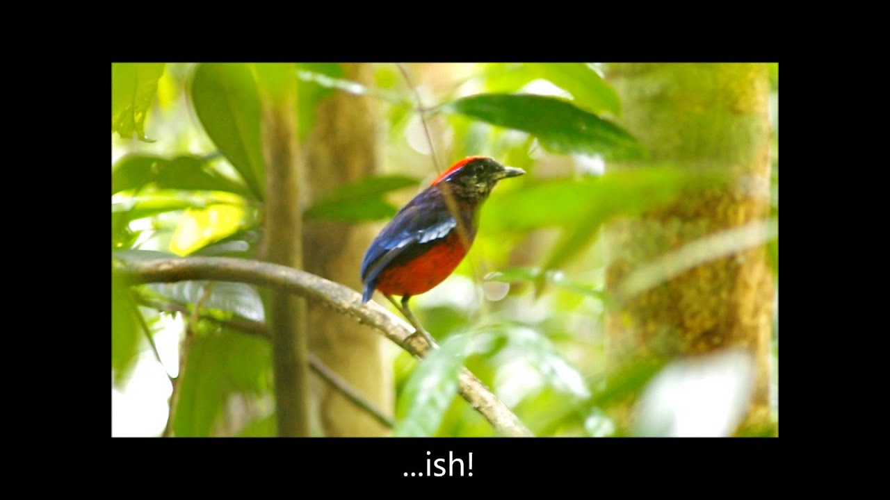 Garnet Pitta 