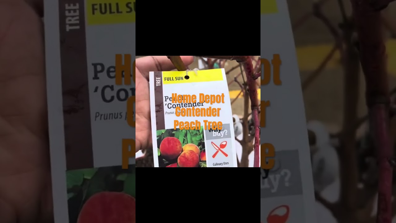 Home Depot Fruit Trees | Contender Peach Tree 🌳 🍑 