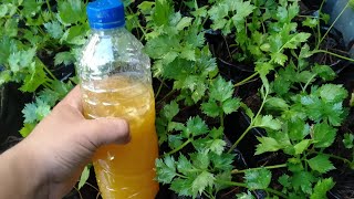 How to get rid of yellow leaf spots on celery with natural pesticides from turmeric and garlic