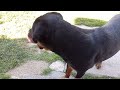 Bubba and Ruby 2024 #rottweiler #englishmastiffs