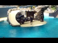 Harbor seal show in Loro park Tenerife