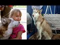 Sweet Husky Who’s No Stranger To Pain Helps Kids Testify Against Their Abusers In Court