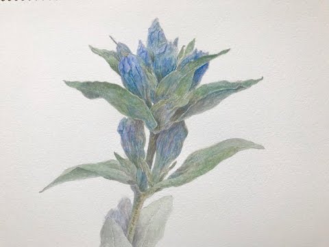 Beginner Sketching Course: Watercolor Edition 2/2 