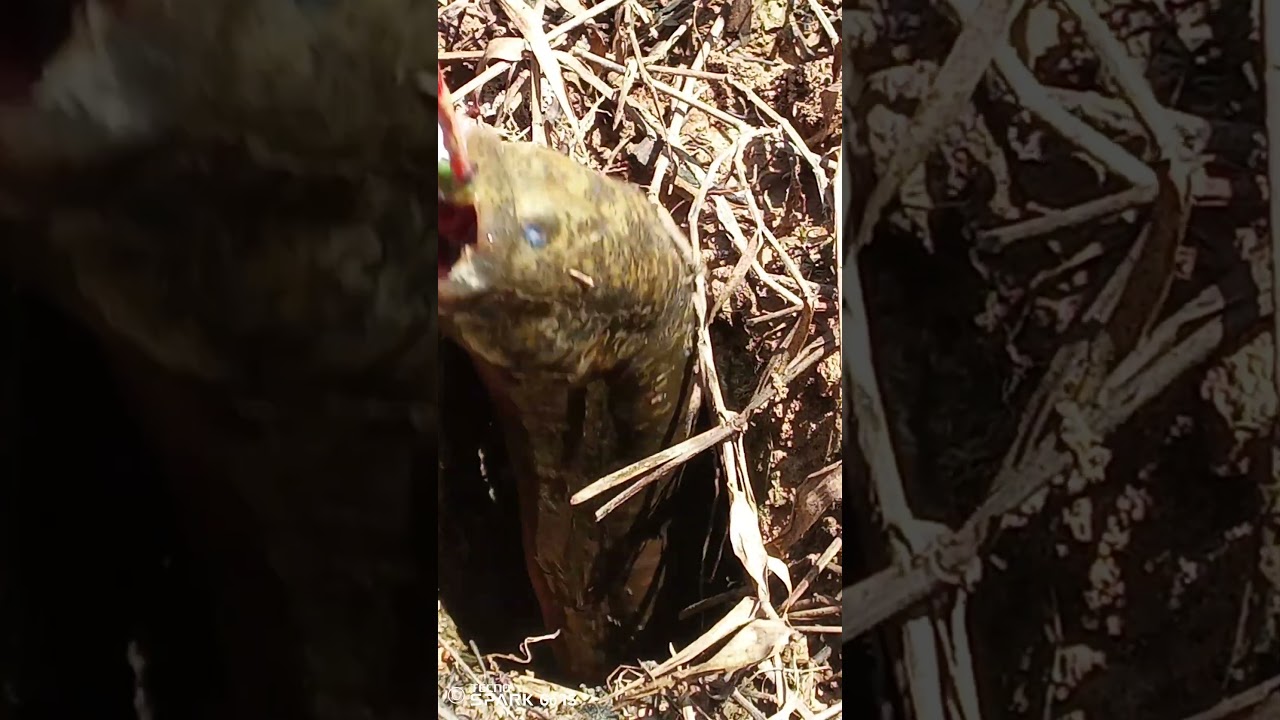 sarang belut monster