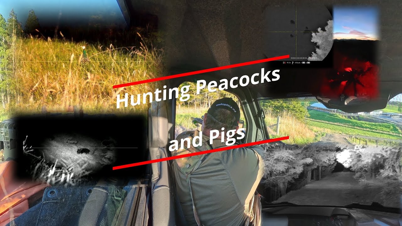 Hunting Pigs and Peacocks at Night | PARD Scopes & Polaris 1500 - YouTube