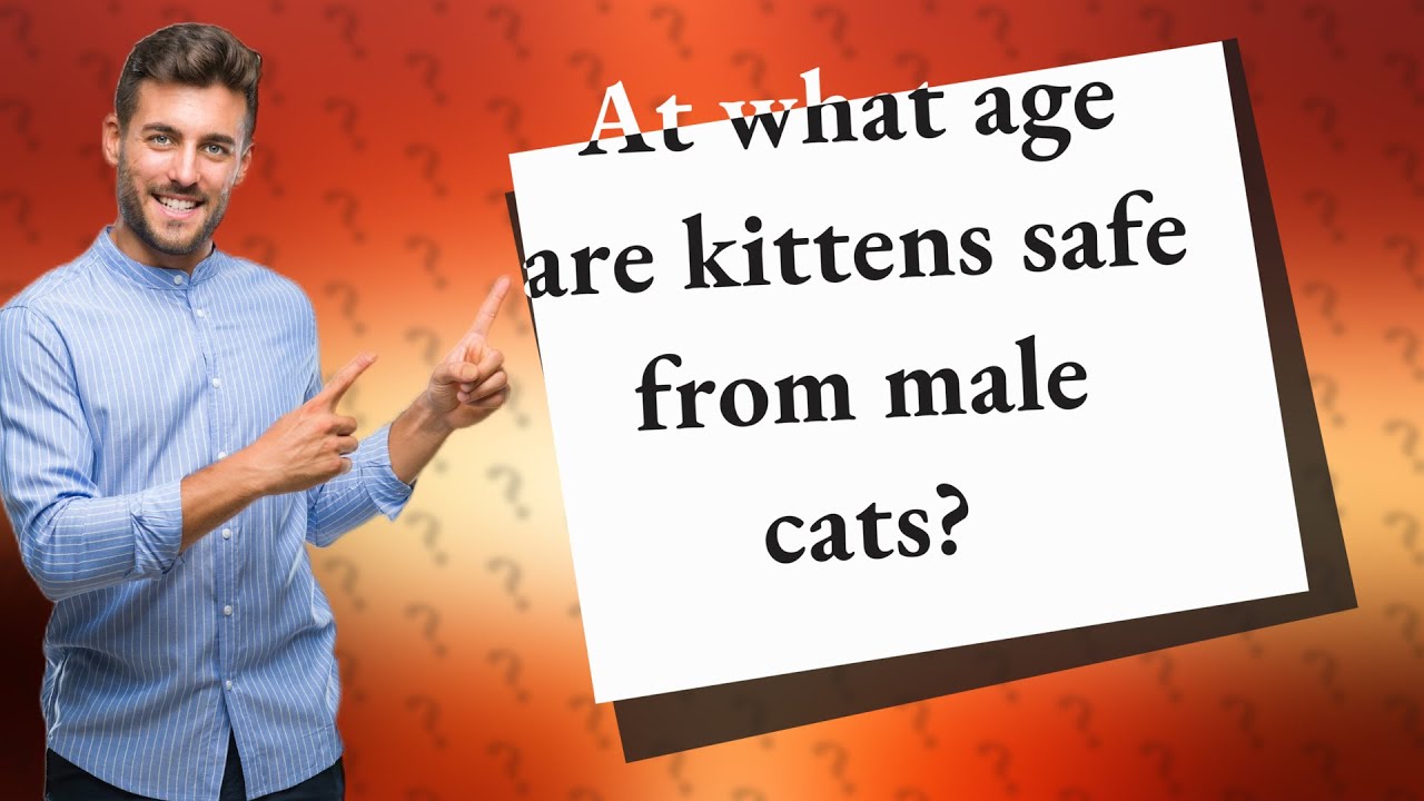 At what age are kittens safe from male cats? YouTube