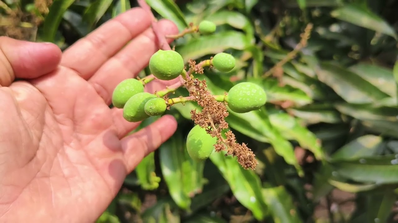 इस्रायल तंत्रज्ञानाने आंबा फळबाग फळगळीवर उपाय 7066856924