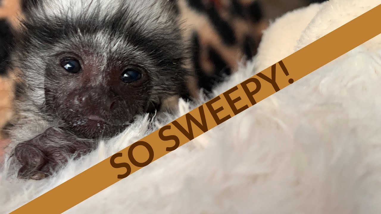 Baby monkey fighting sleep!