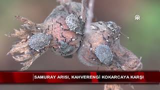 Samuray Arısı, Kahverengi Kokarcaya Karşı