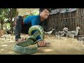 wow Eating Guava , my sister Meet the snake in a chicken coop