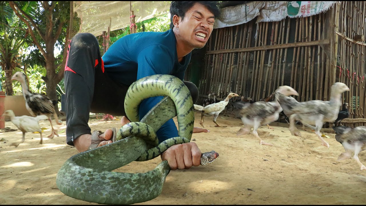 wow Eating Guava , my sister Meet the snake in a chicken coop