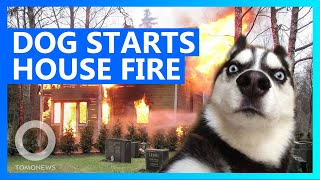 Husky starts fire after turning on microwave at home - TomoNews