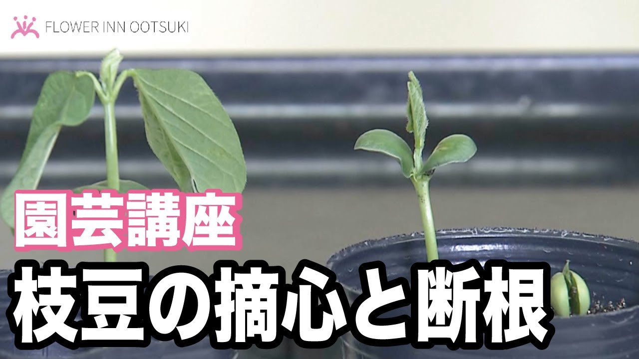 園芸講座】枝豆の摘心と断根 カボチャのその後 放映中 FLOWER-INN
