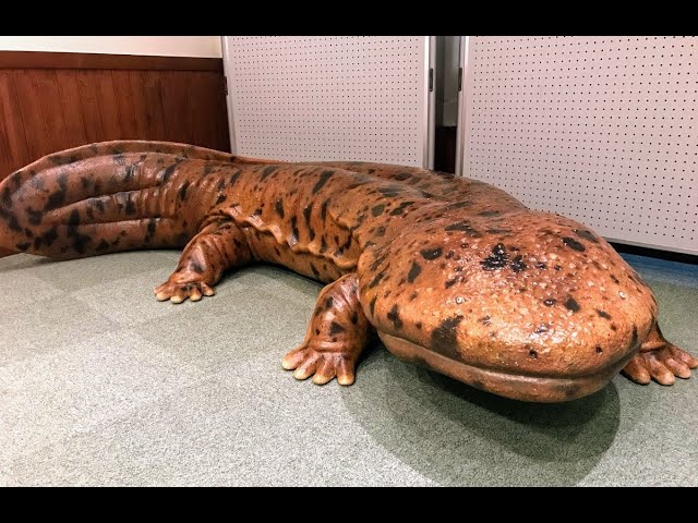 オオサンショウウオ - YouTube