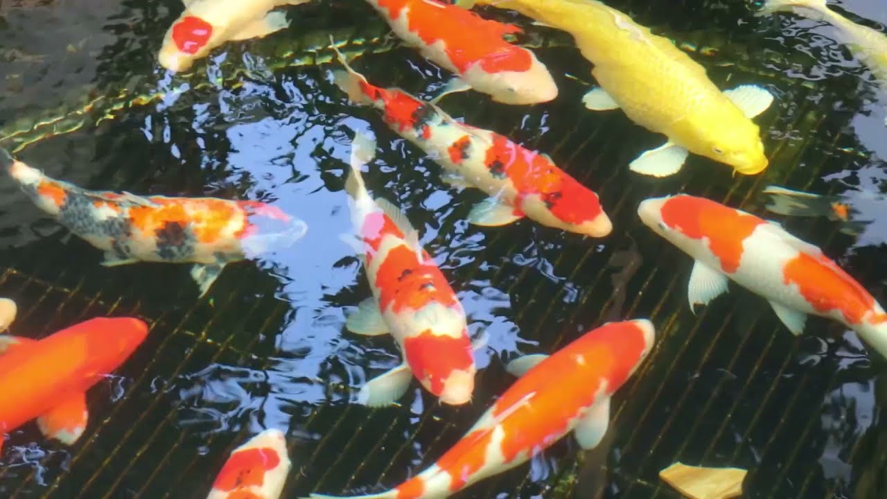 How To Build Beautifull Waterfall (KOI) AQUARIUM for Villa Garden