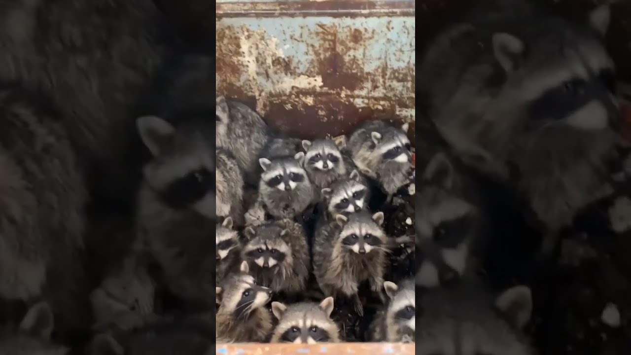 Guy Rescues Village Of Raccoons Stuck Inside Dumpster