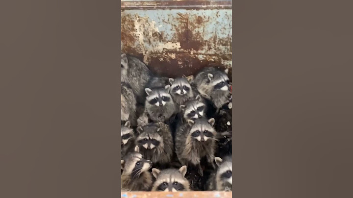 Guy Rescues Village Of Raccoons Stuck Inside Dumpster
