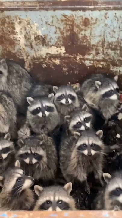 Guy Rescues Village Of Raccoons Stuck Inside Dumpster