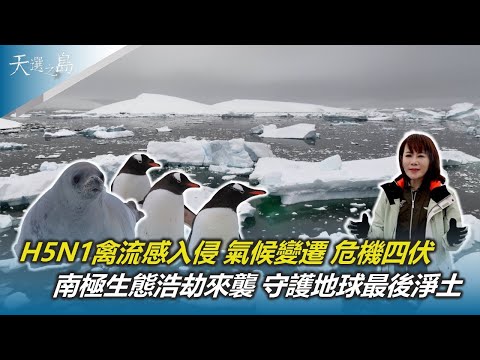 南極海冰迅速消融 消失面積約72個台灣｜H5N1禽流感蔓延全球 首度入侵南極大陸｜南極生態浩劫來襲 守護最後淨土 刻不容緩｜天選之島｜陳雅琳｜華視新聞 20240526