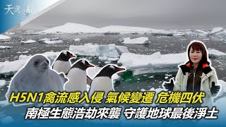 南極海冰迅速消融 消失面積約72個台灣H5N1禽流感蔓延全球 首度入侵南極大陸南極生態浩劫來襲 守護最後淨土 刻不容緩天選之島陳雅琳華視新聞 20240526