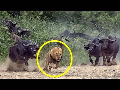 Video: Ali je buffalo bill imel sina?