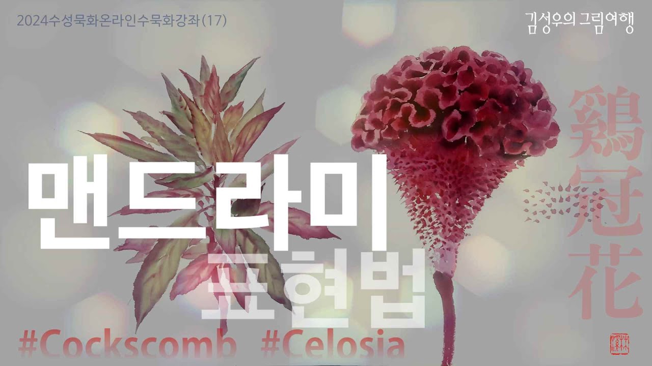 2024-17 맨드라미