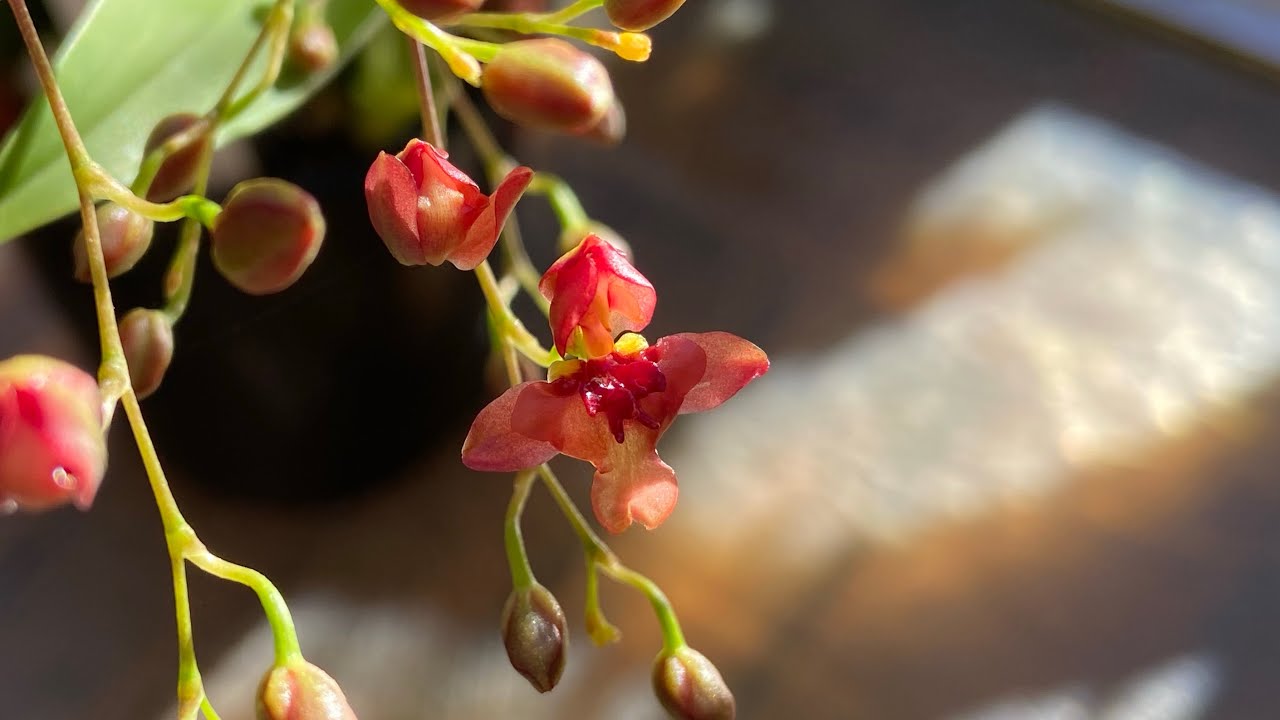 2528 迷你香水文心蘭怎樣才能不消苞？ Oncidium Twinkle‘s bud drop