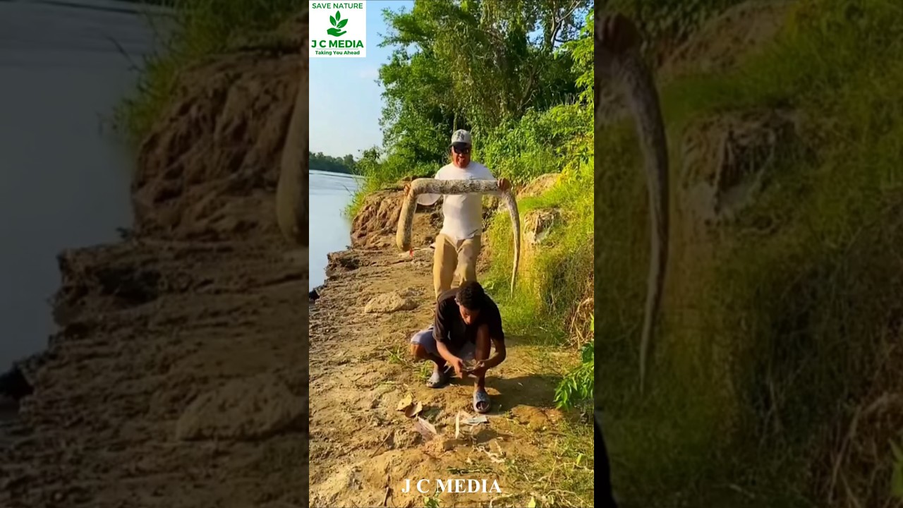 Cash or Crash? When a Python Attacks! 