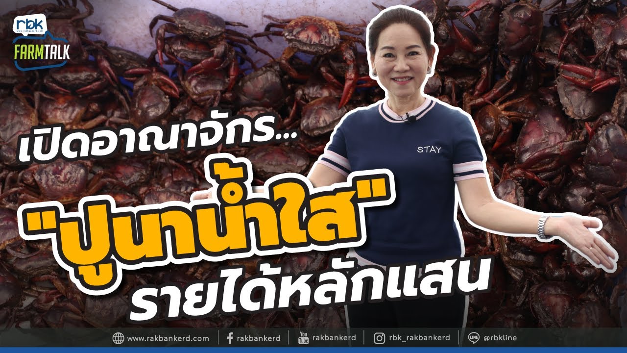 เลี้ยงปูนาน้ำใสบนตึก  สร้างรายได้หลักแสน [ Rakbankerd | รักบ้านเกิด ]