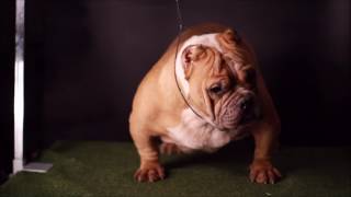 EXOTIC BULLY MR.KING KONG SURPRISE BLOOD LINE GEN 2 !!! ( อเมริกันบูลลี่ )