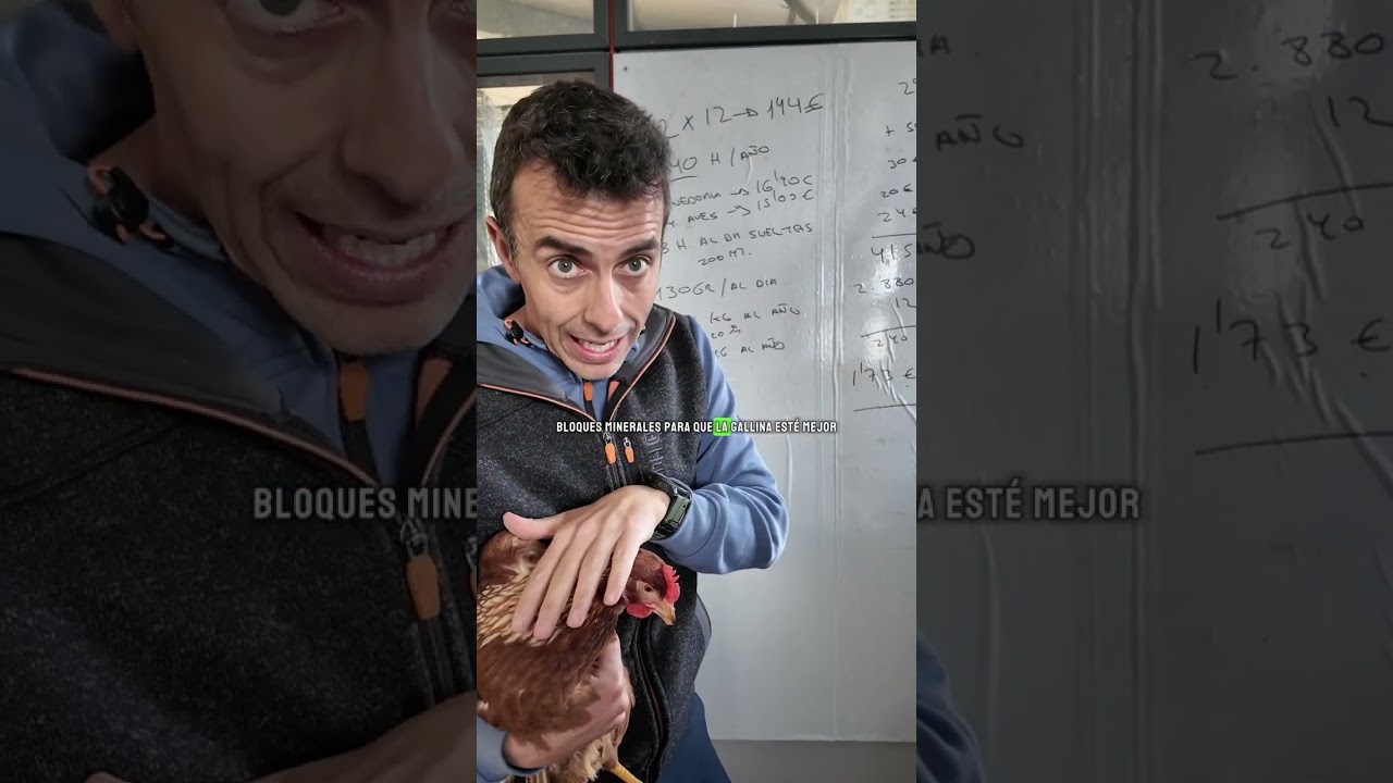 🎥 ¿Interesa tener gallinas en casa? Hacemos los números (y alucinas)