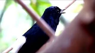 Latih EMOSI Murai Anda Dengan Kicau KHAS Murai BATU di ALAM LIAR GACOR Full   Bongkar ISIAN