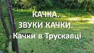 КАЧКА. ЗВУКИ КАЧКИ ГОЛОС КАЧКИ. Качки в Трускавці