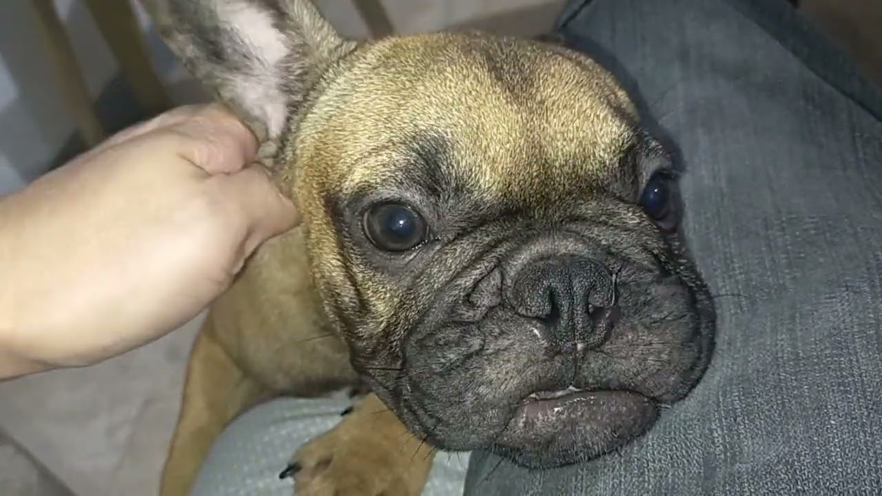 french bulldog like to lick and lick 😂❤️😆😃❤️😍