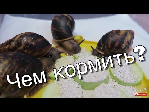 ЧЕМ Я КОРМЛЮ СВОИХ УЛИТОК. АХАТИНЫ И АРХАХАТИНЫ