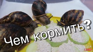 ЧЕМ Я КОРМЛЮ СВОИХ УЛИТОК. АХАТИНЫ И АРХАХАТИНЫ