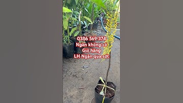 Cây Lộc vừng Thái hoa vàng chỉ thiên | 0386569374 - Ngọc Ngân Bến Tre | Chuyên cây độc lạ