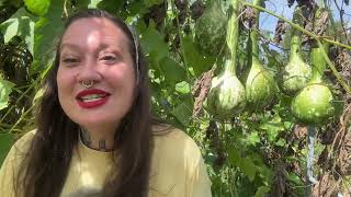 When to Harvest Your Gourds