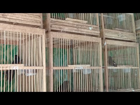 Murai Batu Nias Jantan N Betina Medan Malay Jantan N Bety Youtube