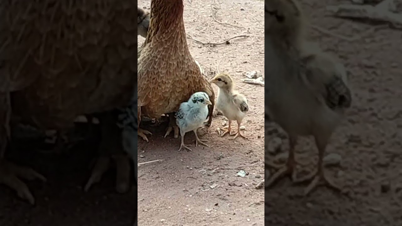 sam_lives,, trending roaster & chicken lover, 