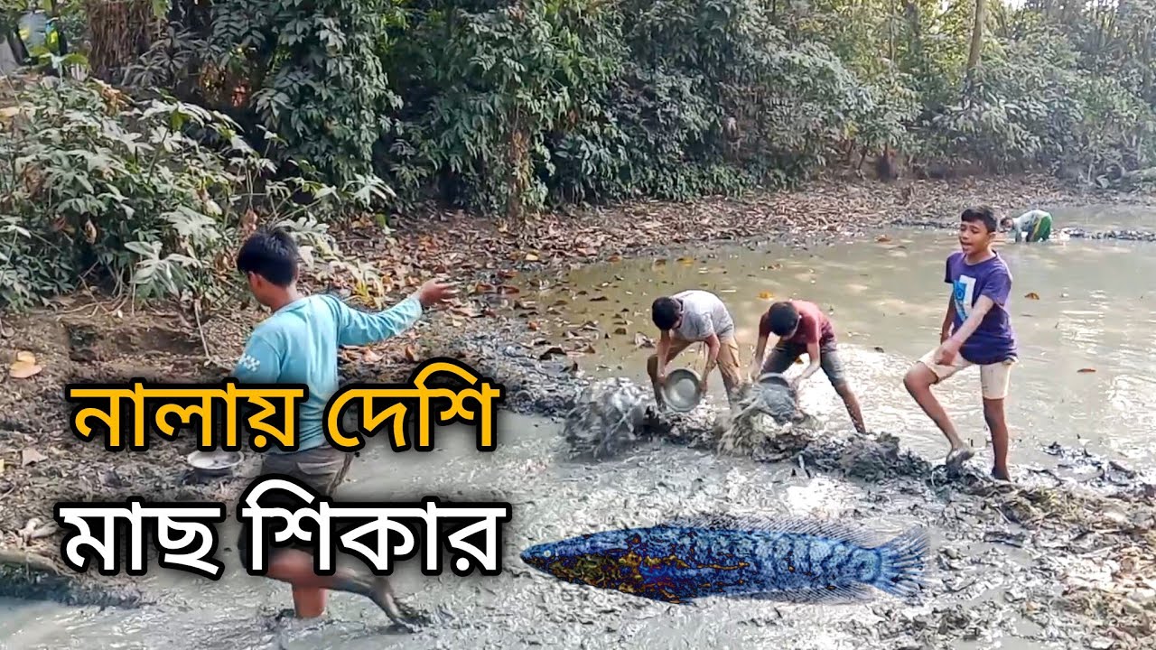 নালায় দেশি মাছ শিকার Hunting native fish in a canal 🎣🎣