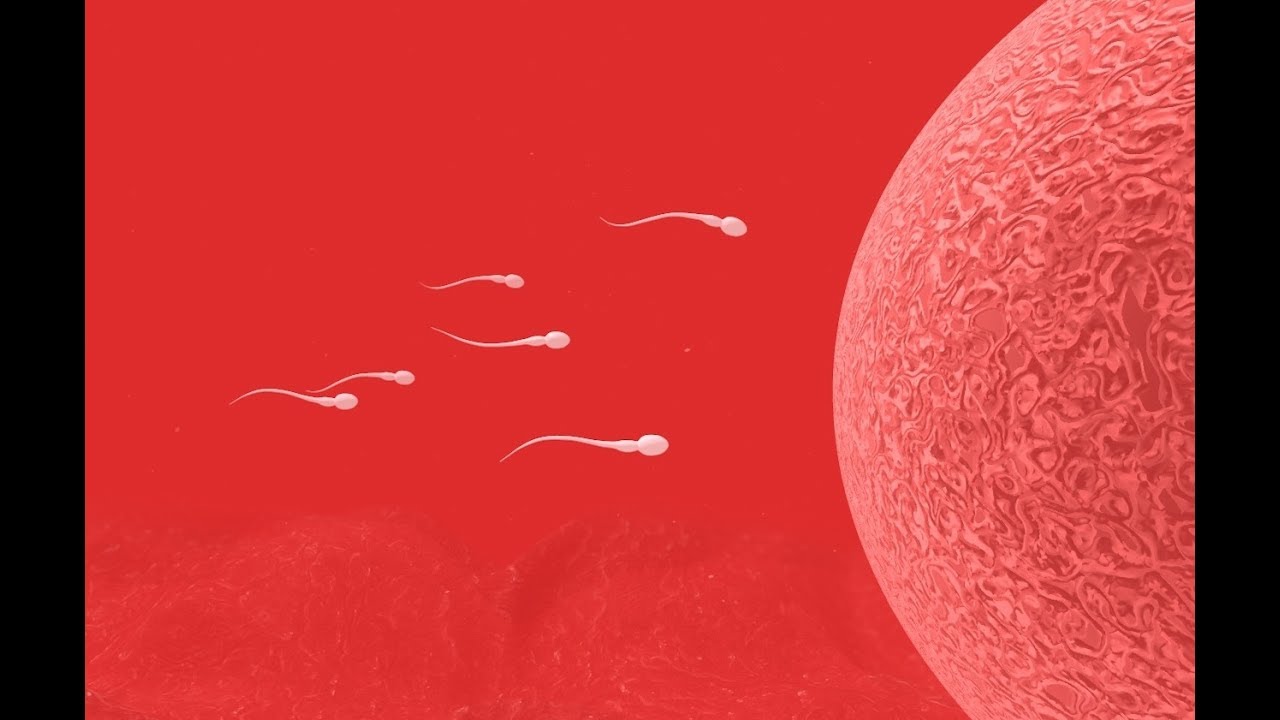 SPERM TOUR VR (360 video)