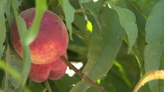 Schnepf Farms makes changes to peach season as farm loses 50% of crops this year