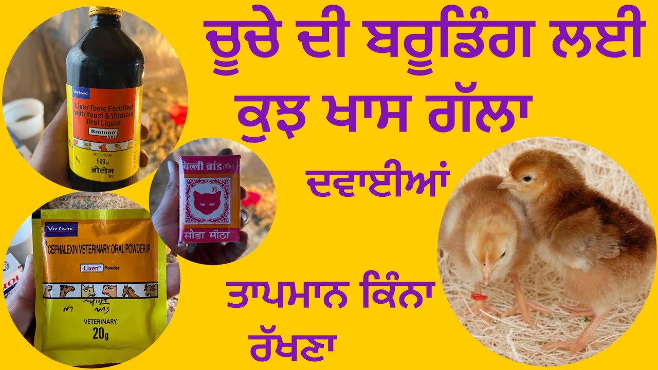 Brooding room setup and cleaned 🐥🐥🐥