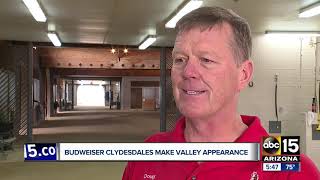 Famous Budweiser Clydesdales visiting the Valley this week