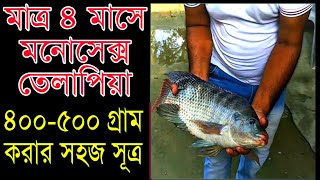 কিভাবে মাত্র ৪ মাসে প্রতিটি মনোসেক্স তেলাপিয়া ৫০০ গ্রাম করতে পারবেন | Monosex tilapia fish farming