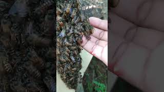 Cara Agar Tidak di Sengat Lebah #honeybee #apiscerana #beekeeper
