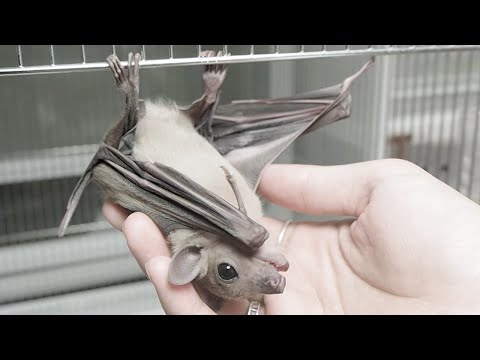 Hearing by Bats　（コウモリの聴覚） Hearing by Bats （コウモリの聴覚） - メルカリ